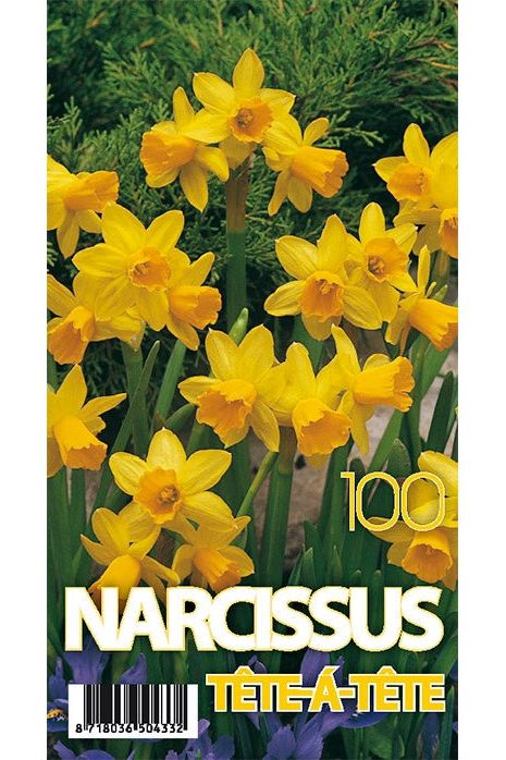 Narciss Tête-à-Tête 100-pakning